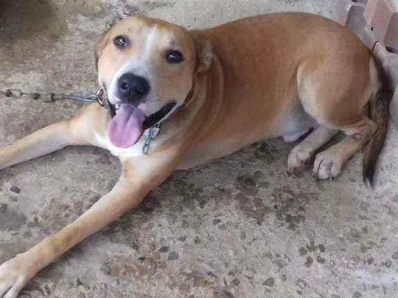 Cachorro ra a Vira latas idade 3 anos nome Zeus