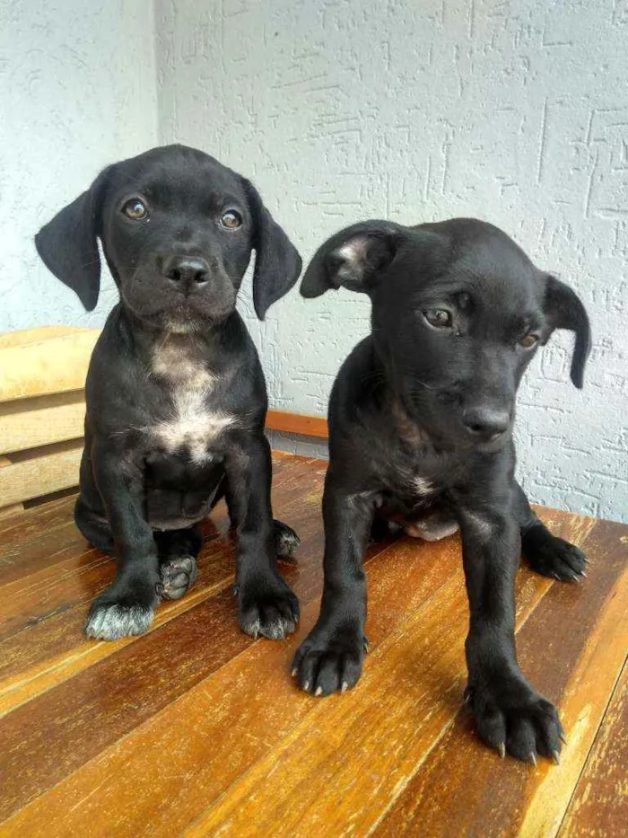 Cachorro ra a Vira Lata idade 2 a 6 meses nome Sem nome