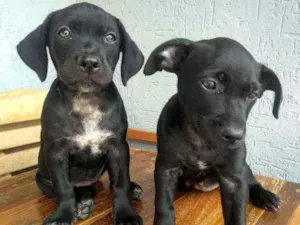 Cachorro raça Vira Lata idade 2 a 6 meses nome Sem nome