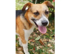Cachorro raça SRD-ViraLata idade 2 anos nome MIKE