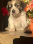 Docinho