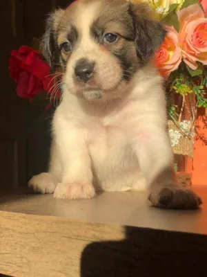 Cachorro raça Sem raça idade Abaixo de 2 meses nome Docinho