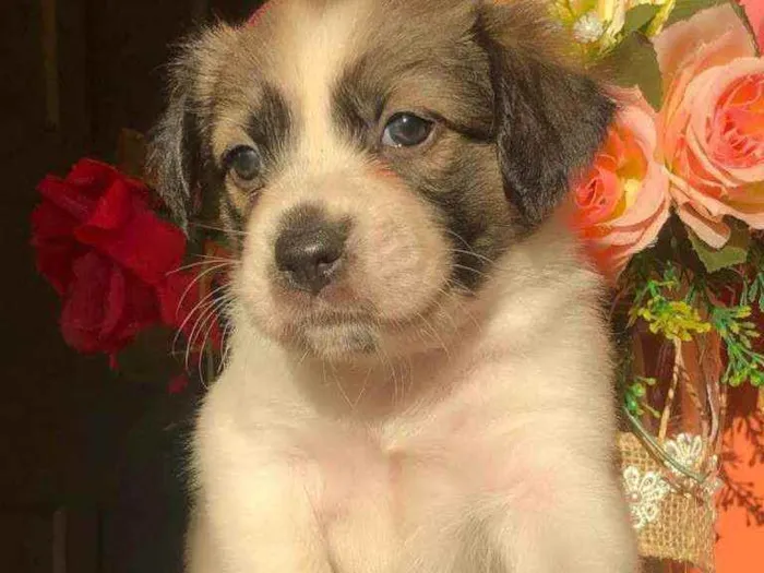 Cachorro ra a Sem raça idade Abaixo de 2 meses nome Docinho