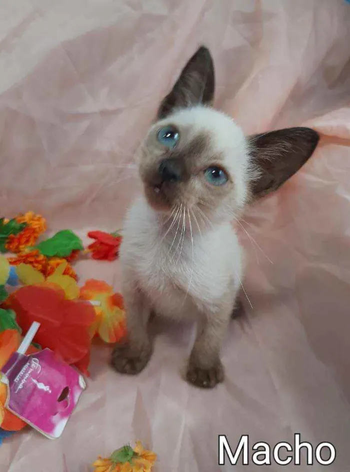 Gato ra a SEM RAÇA DEFINIDA.  idade Abaixo de 2 meses nome SEM NOME. 