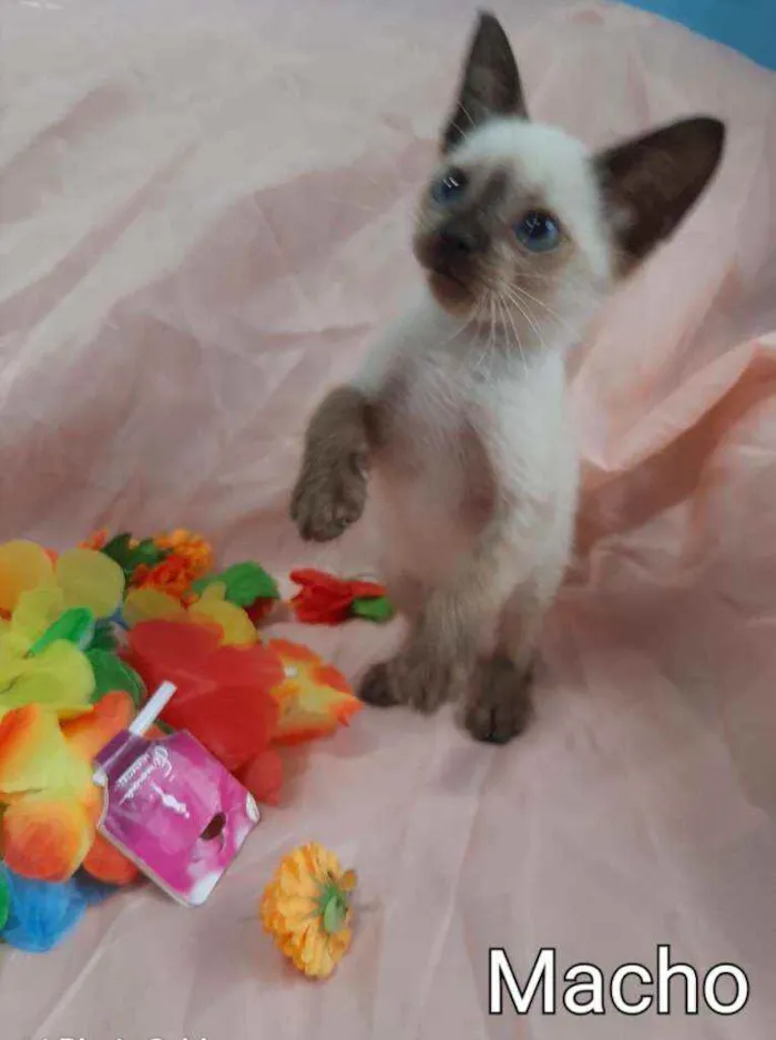 Gato ra a SEM RAÇA DEFINIDA.  idade Abaixo de 2 meses nome SEM NOME. 