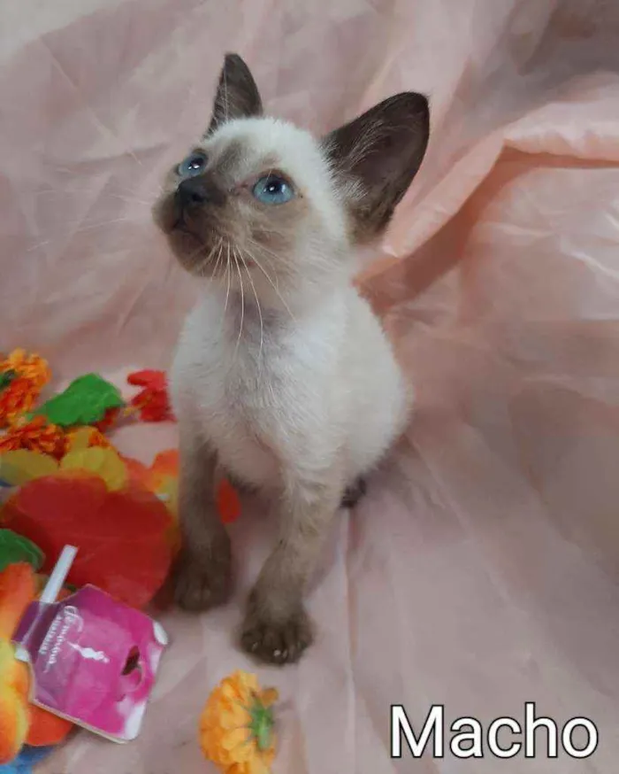 Gato ra a SEM RAÇA DEFINIDA.  idade Abaixo de 2 meses nome SEM NOME. 