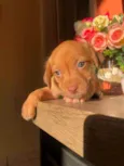 Linda