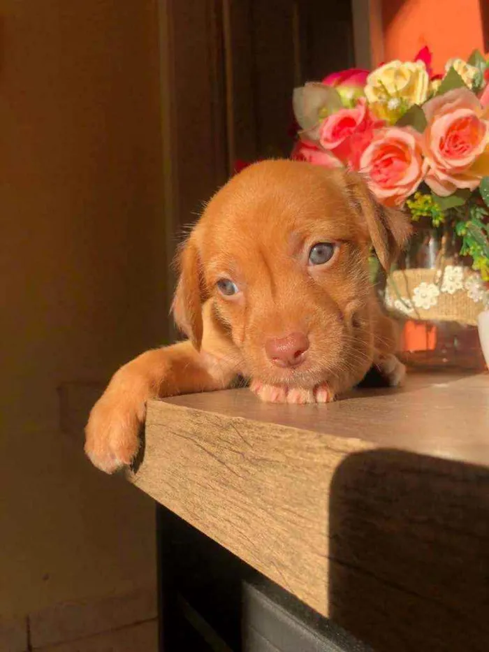 Cachorro ra a Sem raça idade Abaixo de 2 meses nome Linda