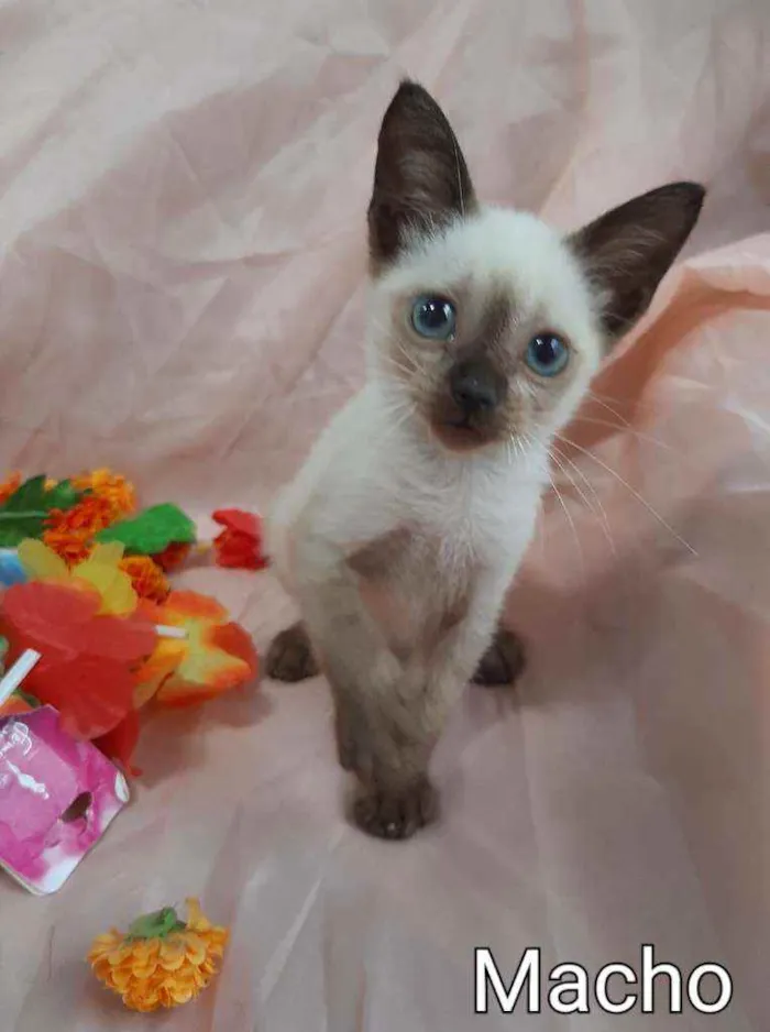 Gato ra a SEM RAÇA DEFINIDA.  idade Abaixo de 2 meses nome SEM NOME. 
