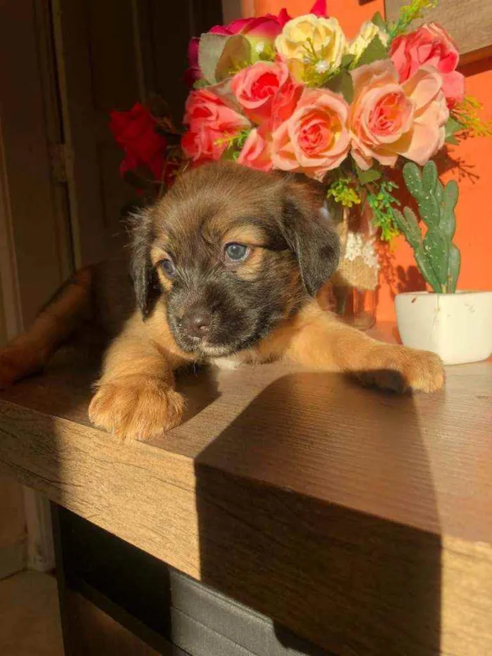 Cachorro ra a Sem raça idade Abaixo de 2 meses nome Nina