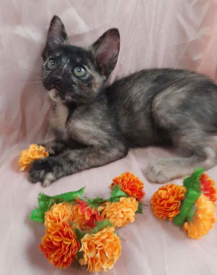 Gato ra a SSEM RAÇA DEFINIDA.  idade 2 a 6 meses nome SEM NOME.