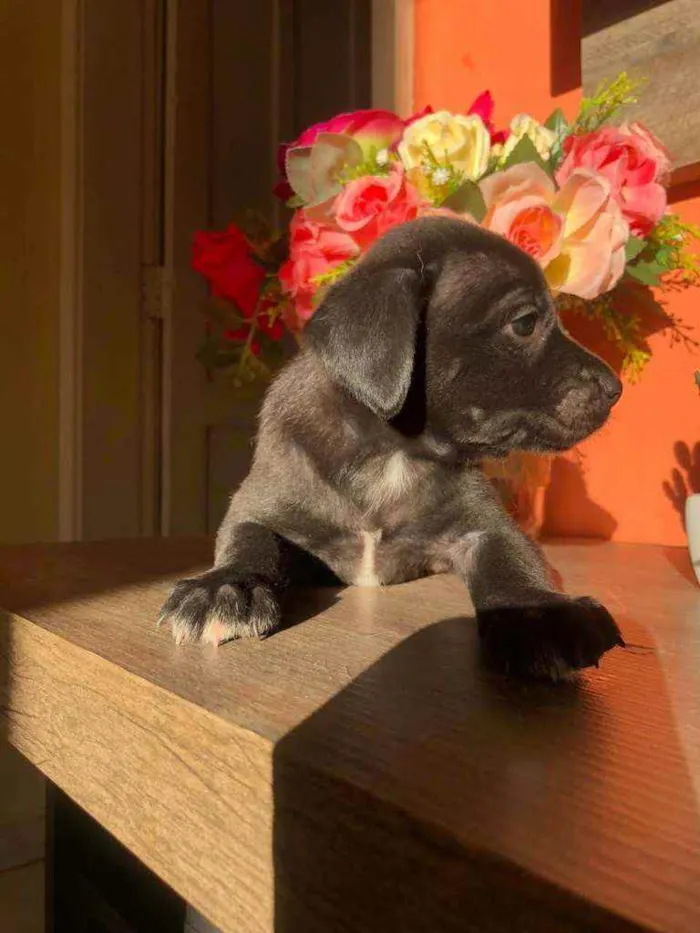 Cachorro ra a Sem raça idade Abaixo de 2 meses nome Pérola