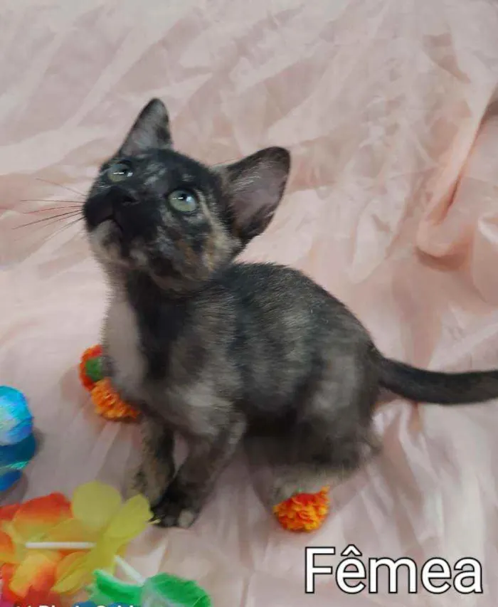 Gato ra a SSEM RAÇA DEFINIDA.  idade 2 a 6 meses nome SEM NOME.