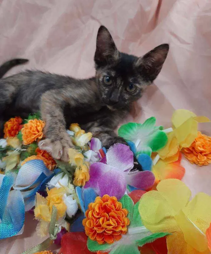 Gato ra a SSEM RAÇA DEFINIDA.  idade 2 a 6 meses nome SEM NOME.