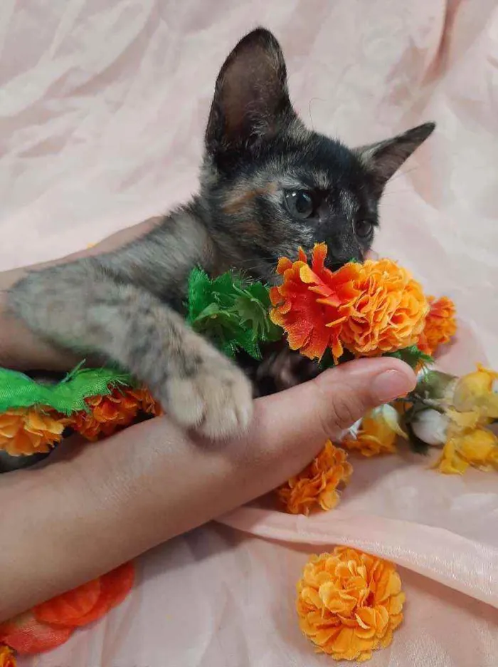 Gato ra a SSEM RAÇA DEFINIDA.  idade 2 a 6 meses nome SEM NOME.