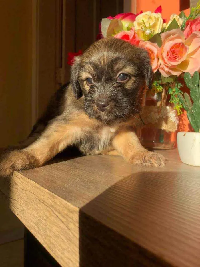 Cachorro ra a Sem raça idade Abaixo de 2 meses nome Mel