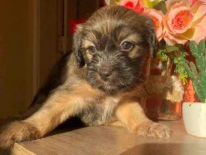 Cachorro raça Sem raça idade Abaixo de 2 meses nome Mel