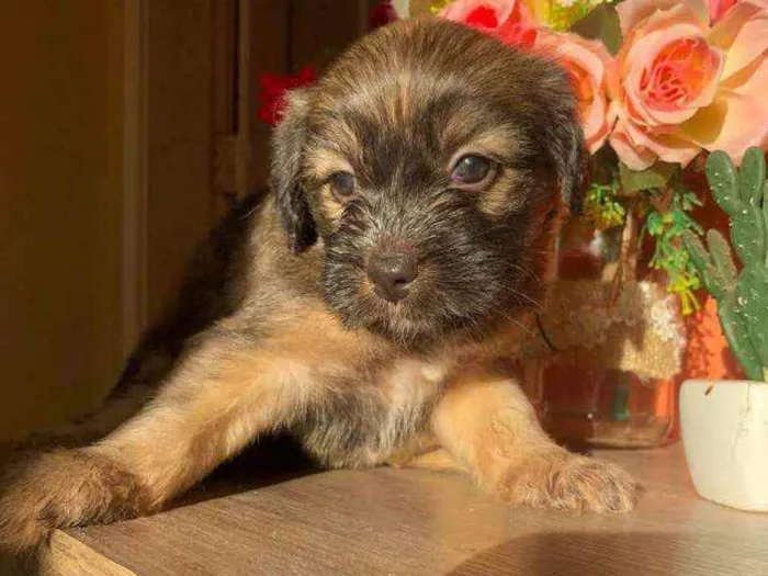 Cachorro ra a Sem raça idade Abaixo de 2 meses nome Mel
