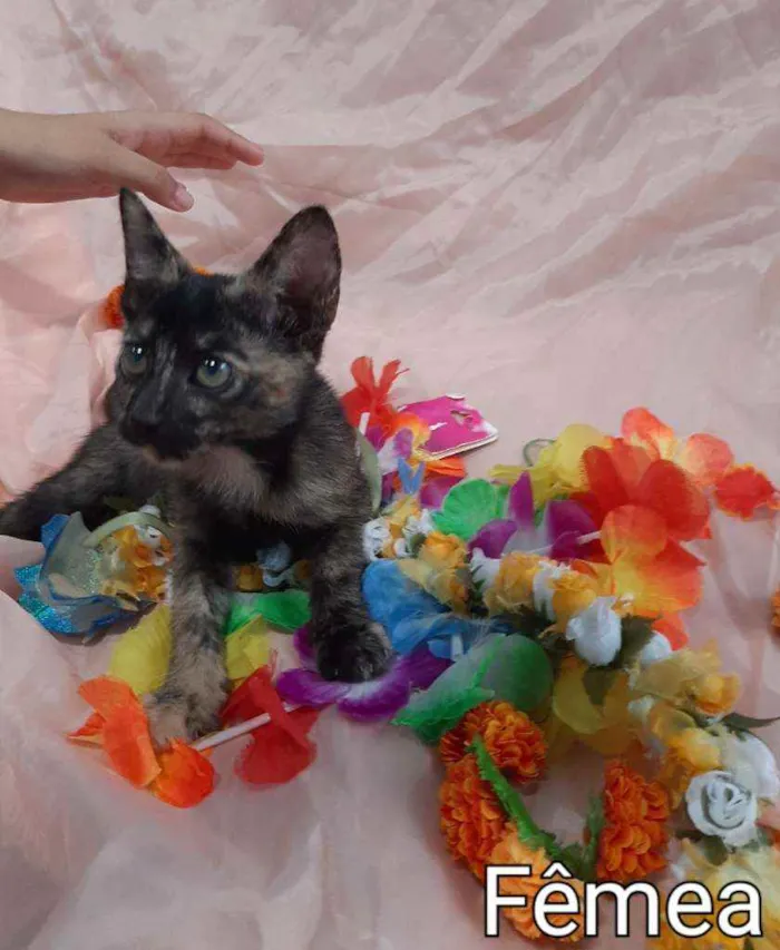 Gato ra a SSEM RAÇA DEFINIDA.  idade 2 a 6 meses nome SEM NOME.