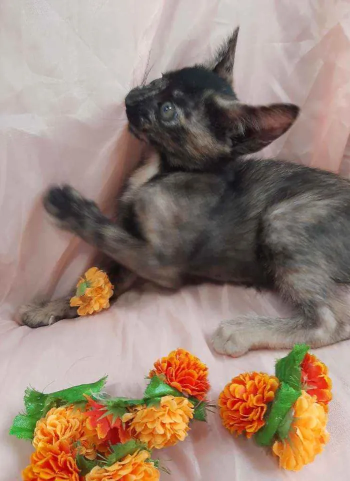 Gato ra a SSEM RAÇA DEFINIDA.  idade 2 a 6 meses nome SEM NOME.
