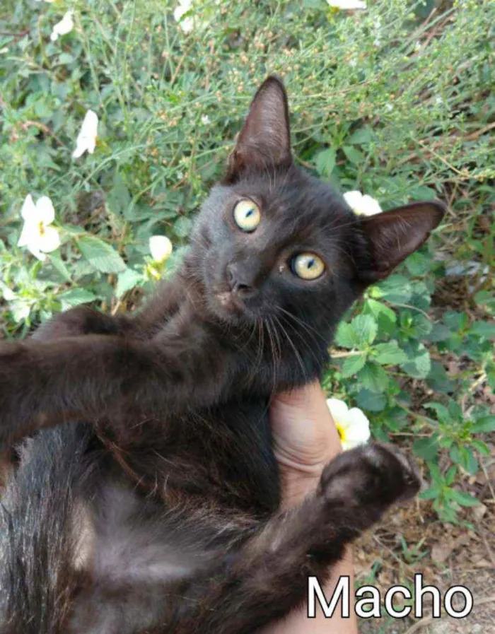Gato ra a SEM RAÇA DEFINIDA.  idade 2 a 6 meses nome SEM NOME. 
