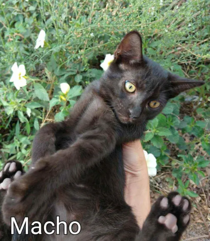 Gato ra a SEM RAÇA DEFINIDA.  idade 2 a 6 meses nome SEM NOME. 