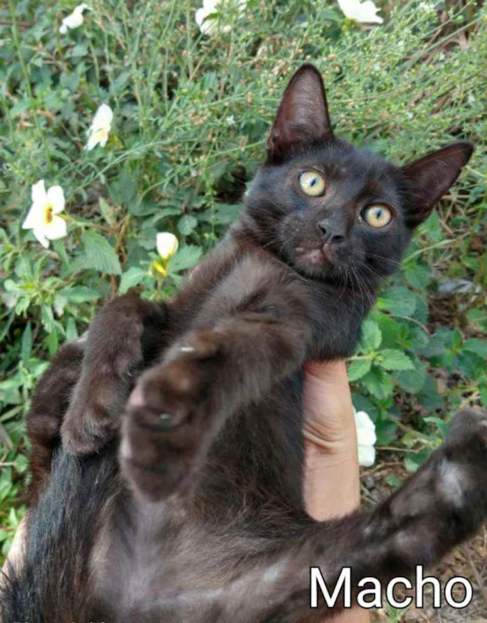 Gato ra a SEM RAÇA DEFINIDA.  idade 2 a 6 meses nome SEM NOME. 