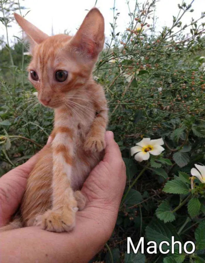 Gato ra a SEM RAÇA DEFINIDA.  idade 2 a 6 meses nome SEM NOME. 