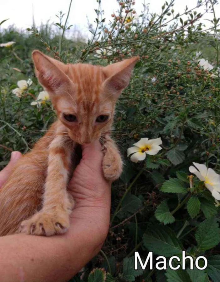 Gato ra a SEM RAÇA DEFINIDA.  idade 2 a 6 meses nome SEM NOME. 