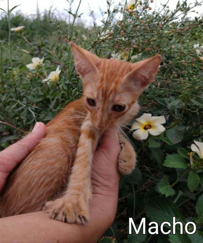Gato ra a SEM RAÇA DEFINIDA.  idade 2 a 6 meses nome SEM NOME. 