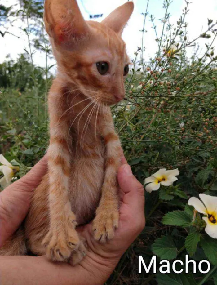 Gato ra a SEM RAÇA DEFINIDA.  idade 2 a 6 meses nome SEM NOME. 