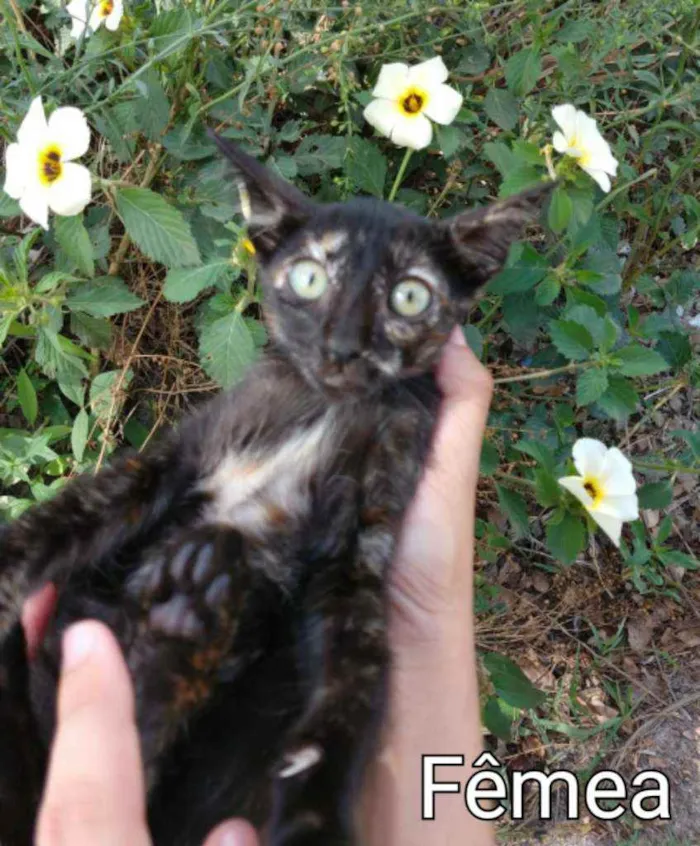 Gato ra a SEM RAÇA DEFINIDA.  idade 2 a 6 meses nome SEM NOME. 