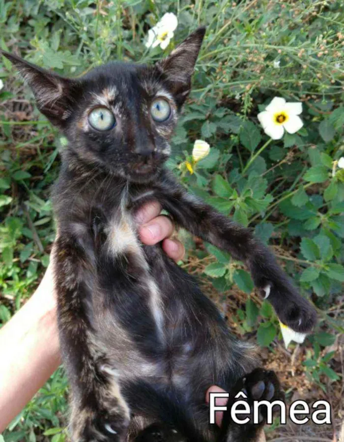 Gato ra a SEM RAÇA DEFINIDA.  idade 2 a 6 meses nome SEM NOME. 