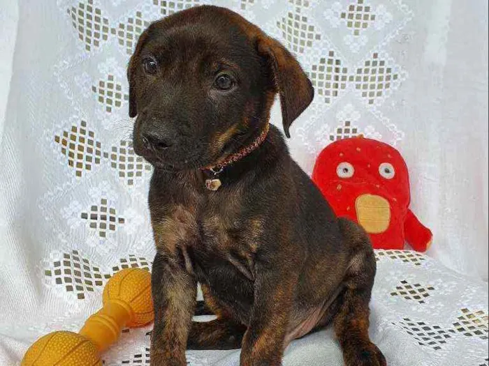 Cachorro ra a SRD  idade 2 a 6 meses nome BELGA