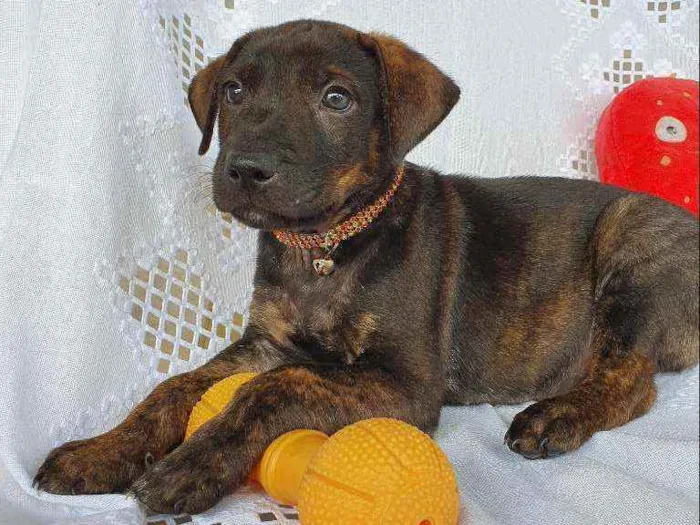 Cachorro ra a SRD  idade 2 a 6 meses nome BELGA
