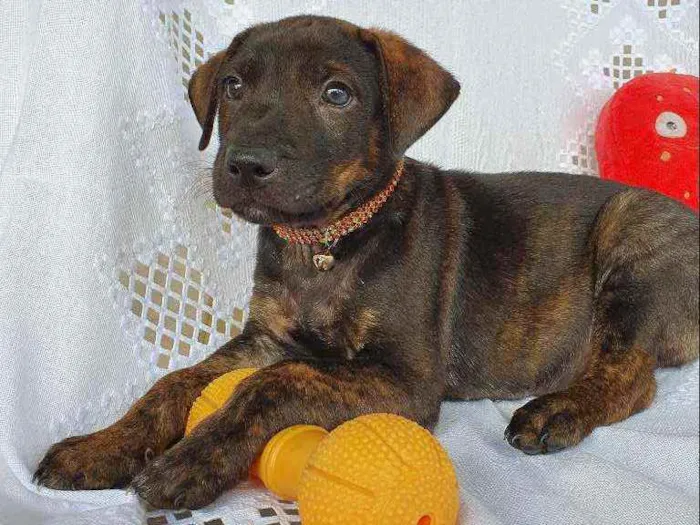 Cachorro ra a SRD  idade 2 a 6 meses nome BELGA