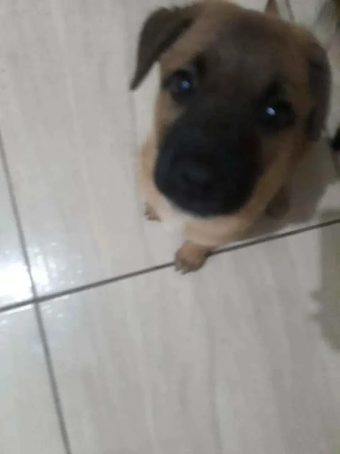 Cachorro raça vira-lata idade 2 a 6 meses nome Apelidei ela de luna
