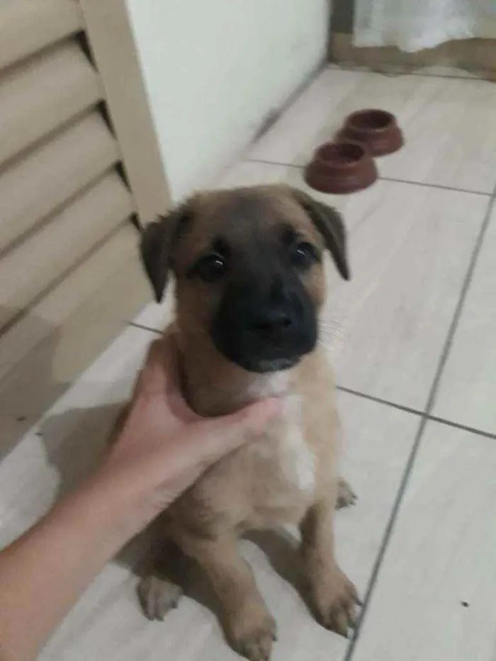 Cachorro raça vira-lata idade 2 a 6 meses nome Apelidei ela de luna