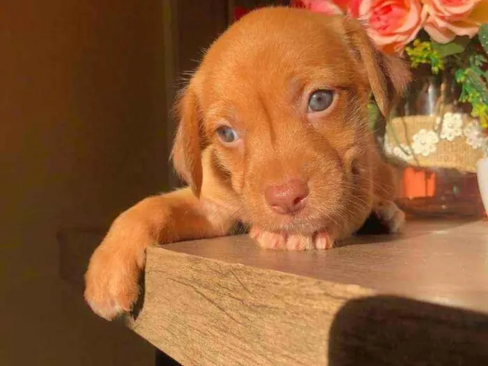 Cachorro ra a Sem raça idade Abaixo de 2 meses nome Linda