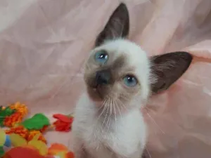 Gato raça SEM RAÇA DEFINIDA.  idade Abaixo de 2 meses nome SEM NOME. 