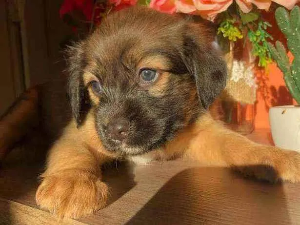 Cachorro ra a Sem raça idade Abaixo de 2 meses nome Nina