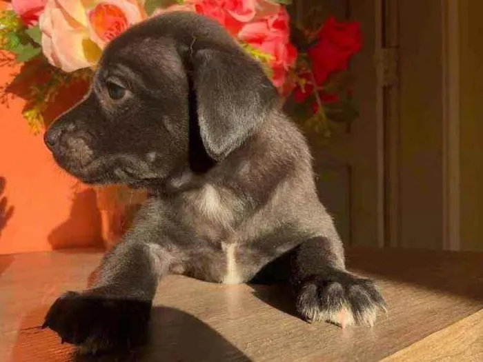 Cachorro ra a Sem raça idade Abaixo de 2 meses nome Pérola