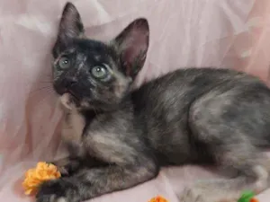 Gato raça SSEM RAÇA DEFINIDA.  idade 2 a 6 meses nome SEM NOME.