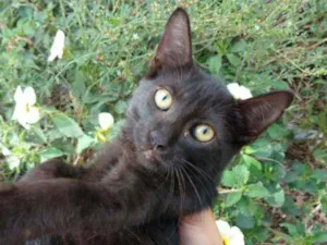 Gato raça SEM RAÇA DEFINIDA.  idade 2 a 6 meses nome SEM NOME. 