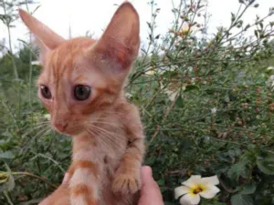Gato raça SEM RAÇA DEFINIDA.  idade 2 a 6 meses nome SEM NOME. 