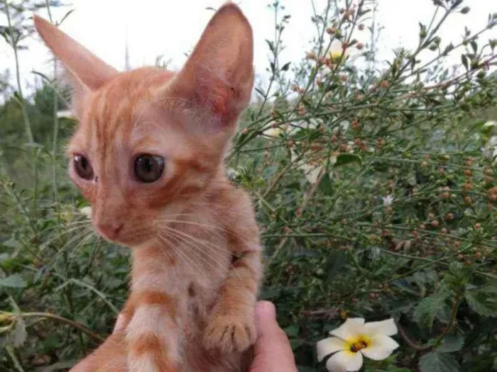 Gato ra a SEM RAÇA DEFINIDA.  idade 2 a 6 meses nome SEM NOME. 