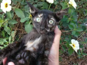 Gato raça SEM RAÇA DEFINIDA.  idade 2 a 6 meses nome SEM NOME. 