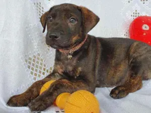 Cachorro raça SRD  idade 2 a 6 meses nome BELGA