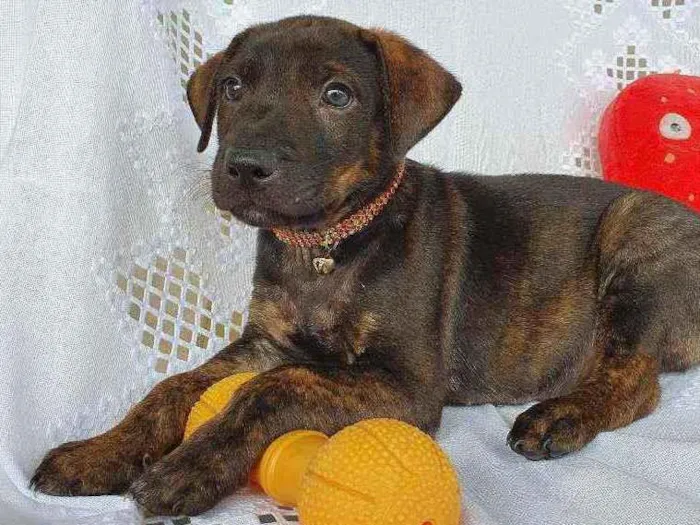 Cachorro ra a SRD  idade 2 a 6 meses nome BELGA