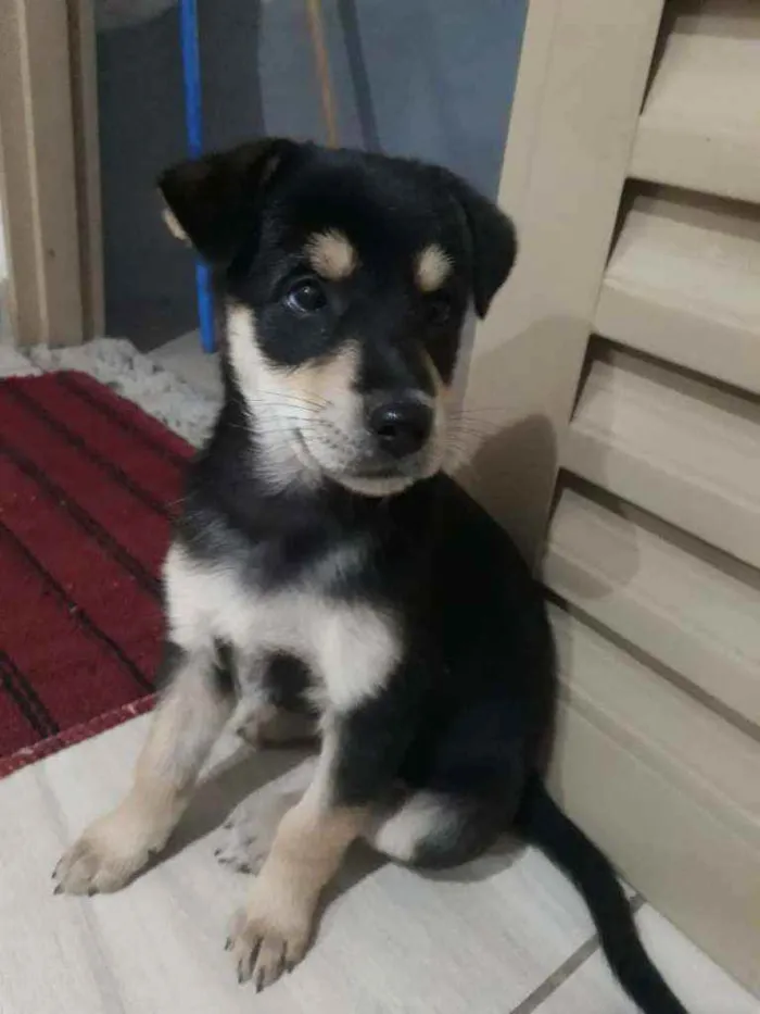 Cachorro raça vira-lata idade 2 a 6 meses nome Apelidei ela de JUDY